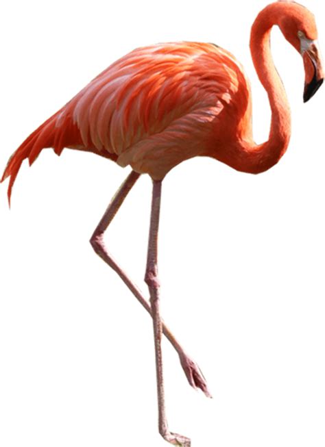 Download High Quality Flamingo Clipart Realistic Transparent Png Images
