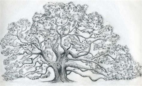 Oak Tree Drawings With Roots Pencil Drawing Of Oak Tree