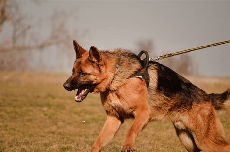 How to calm an aggressive german shepherd dog? - German Shepherd ...