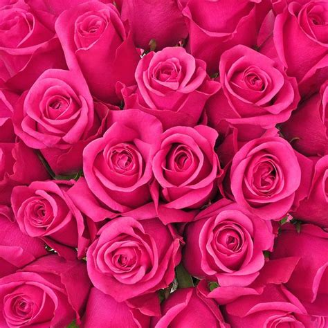 Natural Hot Pink Roses Choose From To Stems Pink Roses