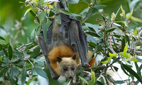 Grey Headed Flying Fox The Animal Facts Appearance Diet Habitat