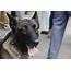 Chatham County Sheriff’s K9 Unit Gets New Home – The Detector Dog Network
