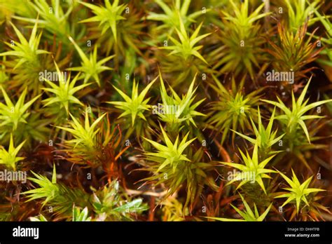 Polytrichum Commune Common Haircap Moss Stock Photo Alamy