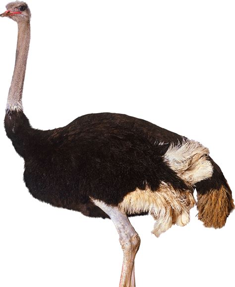 Ostrich Free Png Image Png Arts