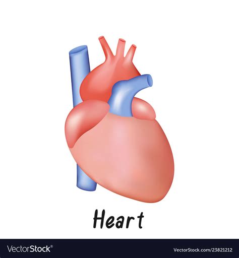 Healthy Heart Internal Organ Human Anatomy Vector Image