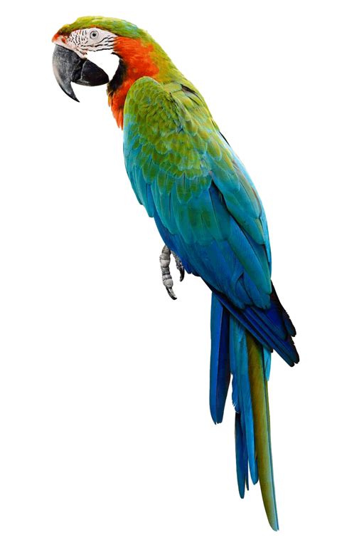 Parrot Bird Png Clipart Background Png Play