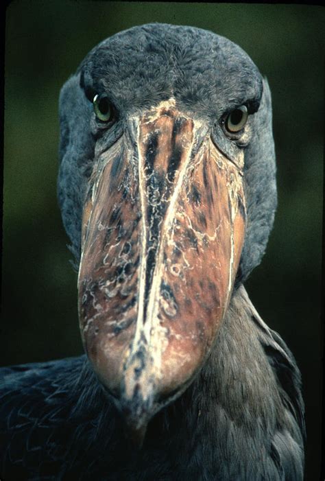 A Very Ugly Bird Photograph By Carl Purcell