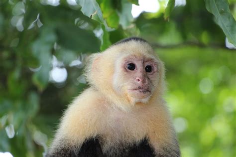 7 Common Pet Monkeys Important Facts And Pictures Pet Keen