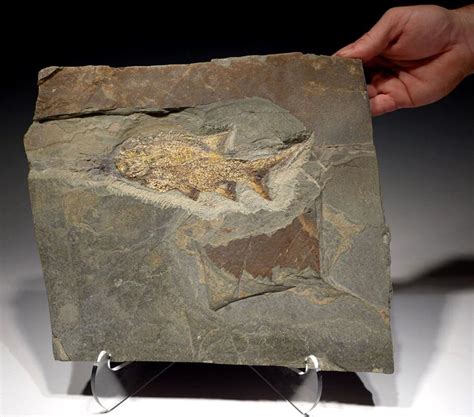Sold At Auction Wonderful Paramblypterus Fish Fossil Permian Period