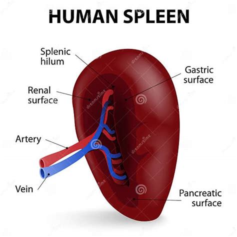Human Spleen Stock Vector Illustration Of Phagocyte 53319933