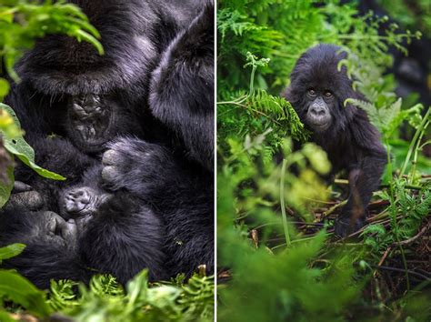 Behind The Scenes Photographing Gorillas Getaway Magazine