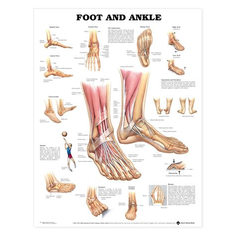 The major muscles of foot anatomy are the lumbrical muscles, the quadratus plantae muscles, the adductor hallucis muscle, the fibularis longus muscle, and the plantar interosseous muscles. Foot and Ankle Anatomical Chart - The Physio Shop