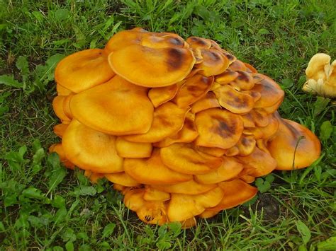 Jack O Lantern Poisonous Mushroom In Missouri