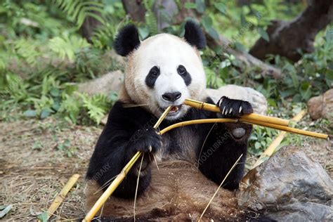 The giant panda has an interesting bamboo diet unlike the other species in the order of carnivora. Giant panda eating bamboo - Stock Image - C016/9535 - Science Photo Library