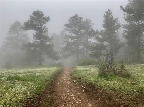 Foggy Forest On A Rainy Day Enchanted Forest Trail Golden Colorado