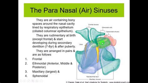 Anatomy Of The Para Nasal Air Sinuses Dr Yusuf Youtube