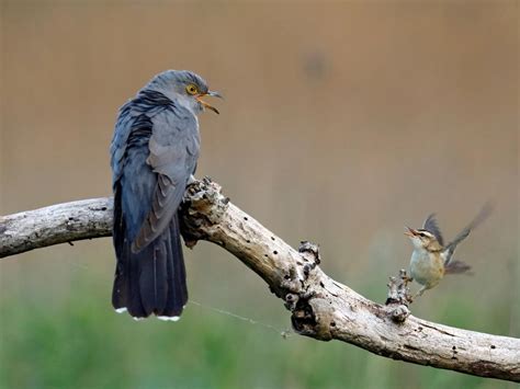 Cuckoo Bird Facts Cuculus Canorus Birdfact