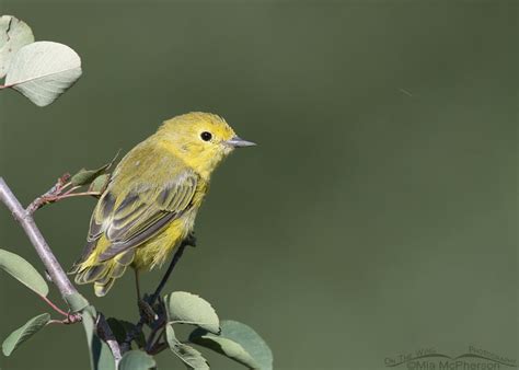 Birds And More Birds In The Wasatch Mountains Mia Mcphersons On The