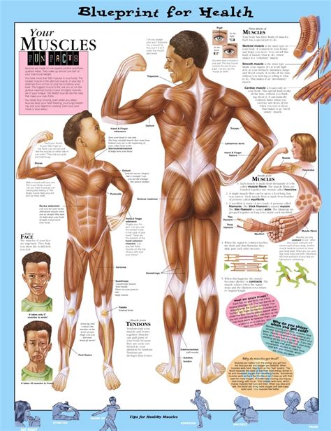 Blueprint For Health Your Muscles Anatomical Chart Anatomy Models And Anatomical Charts Body