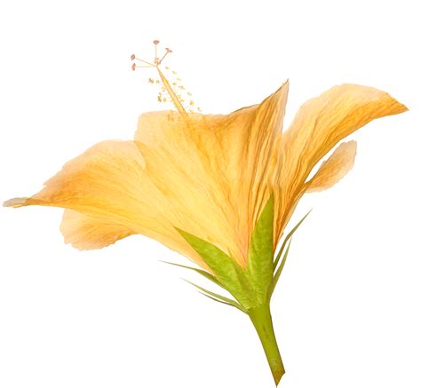 FLOWER PICTURES: hibiscus flower png pictures
