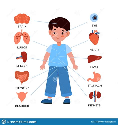 Kids Internal Organs System Little Boy With Markers And Organs Around