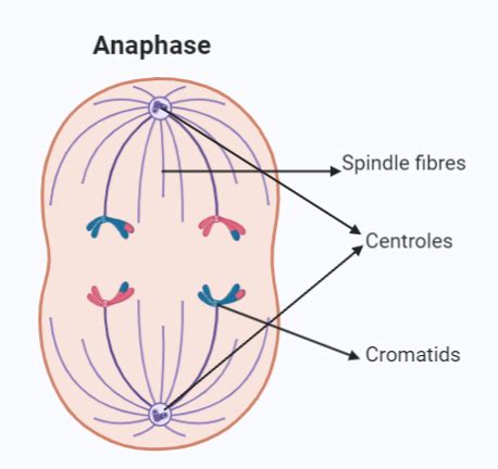 I Draw A Well Labelled Diagram To Show The Anaphase Stage Knowledgeboat My Xxx Hot Girl