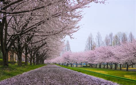 Cherry Blossom Flowers Tree Path Tree Wallpapers Hd