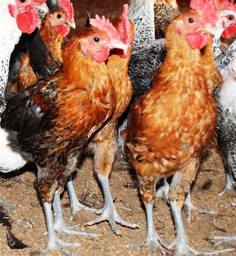 Maybe you would like to learn more about one of these? Manajemen Pakan Ayam Elba | Bebeja.com