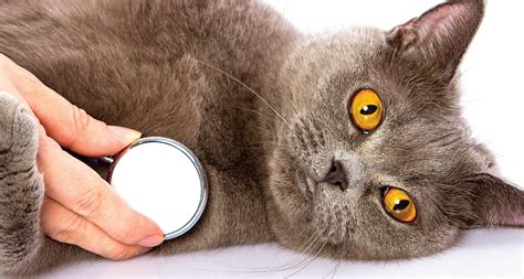 In just one year they go from weighing around 100 grams when they are born to 2 or 3kg but the growth of the cats does not end during the first year, but in the second and third year their body will expand a little and they will also increase in. Skinny Old Cats: Why some senior cats lose weight. What's ...