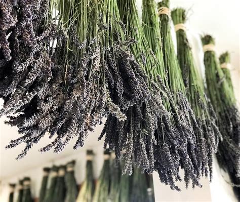 4 Easy Ways To Dry Lavender Flowers Drying All Foods