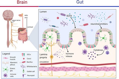 Dysfunction Of The Microbiota Gut Brain Axis In Neurodegenerative