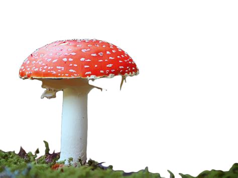 Edible mushroom Red Clip art - Red Mushroom png download - 1024*768 - Free Transparent Mushroom ...