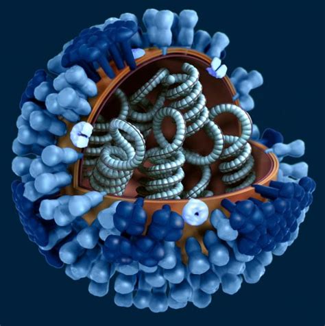 The genus hantavirus resides in the family bunyaviridae, a large genome organization and virion structure. Free picture: portion, virions, outer, protein, coat, cut ...