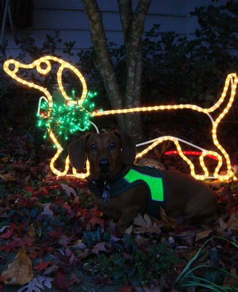 A journal of outdoor life, travel, nature study, shooting, fishing, yachting. me likey dat & get crafty: my outdoor lighted doxie ...
