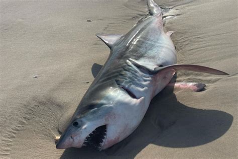 Dead Baby Great White Shark Washes Up On Long Island Beach Tablinx