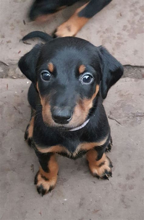 Check out our doberman puppies selection for the very best in unique or custom, handmade pieces from our shops. Doberman Pinscher Puppies For Sale | South First Colonial ...