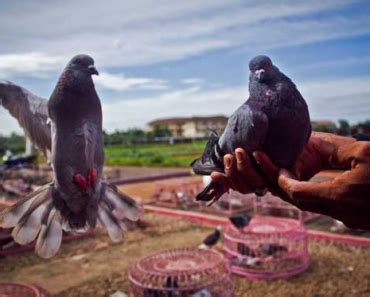 Merpati Balap Kelabu Recipe