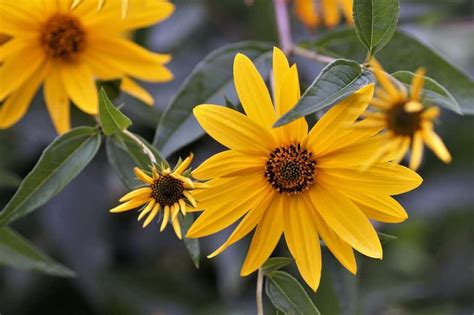 13 Yellow Flowering Herbs The Most Beautiful Herbs With