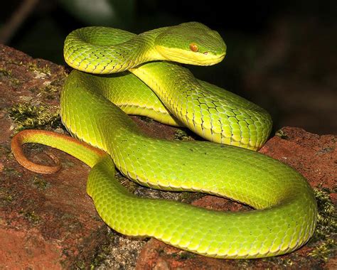 Stejnegers Bamboo Pitviper Facts And Pictures Reptile Fact