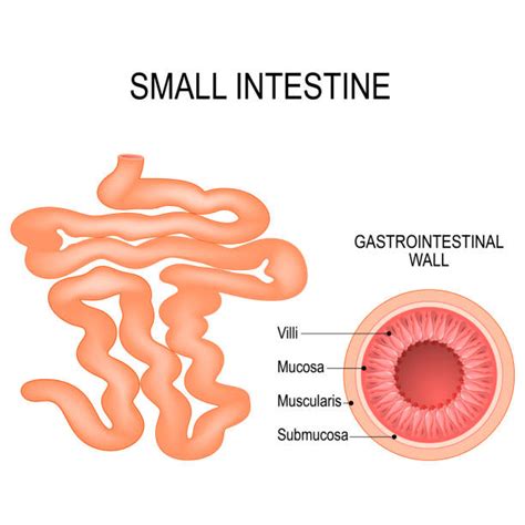 Small Intestine Illustrations Royalty Free Vector Graphics And Clip Art