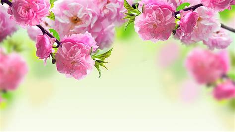 Bing Of Roses In Urn Painting Spring Hd Wallpaper Pxfuel