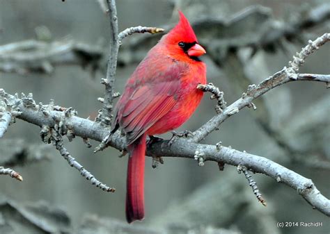 Dsc0163 Northern Cardinal ~ Cardinalis Cardinalis ~ Cardi Flickr