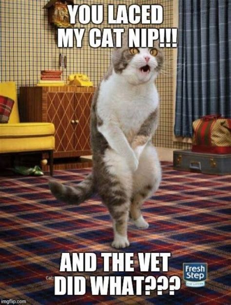 Funny Cat Meme On Tumblr