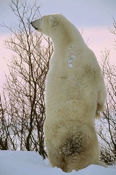 Polar Bear Standing On Hind Legs Photos Puzzles Prints Cards Framed