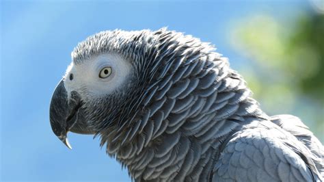 perroquet gris du gabon le perroquet jaco ou gris du gabon… flickr