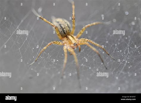 American Grass Spider Agelenopsis In His Web Macro Detail Of A Small