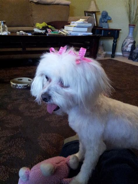 Oh My The Poor Thing Is Bald Maltese Dogs Forum Spoiled Maltese Forums