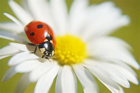 Ladybug On A Daisy Photography By Klaus Vartzbed Artmajeur