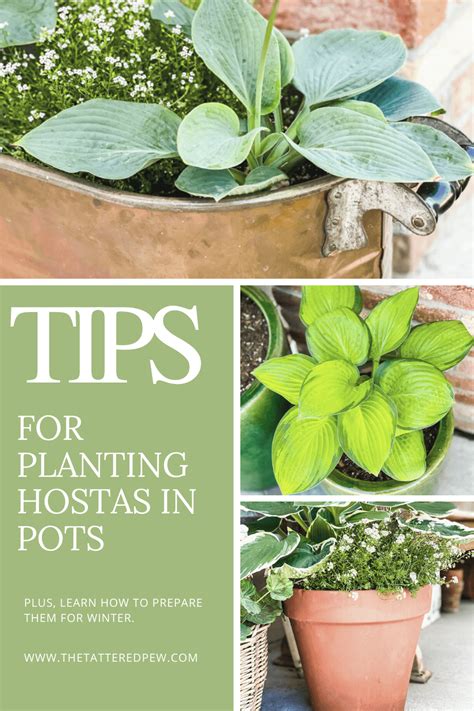 Tips And Tricks For Planting Hostas In Pots The Tattered Pew Plants