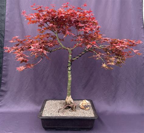 Japanese Red Maple Bonsai Treeacer Palmautm ‘shin Deshojo